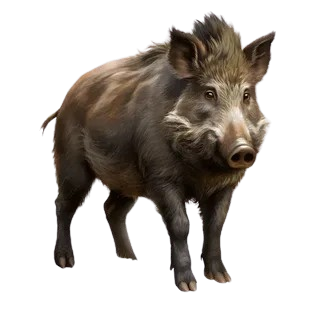 Дикий кабан